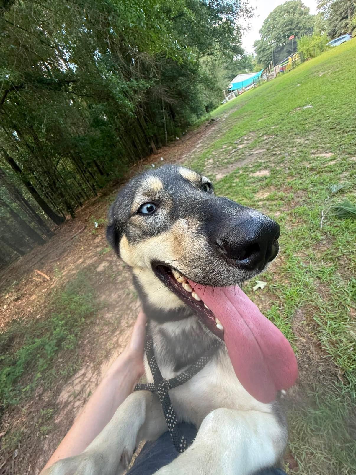 Enlarge TAZ, a Adoptable mixed breed in Fosters, AL image 3/6