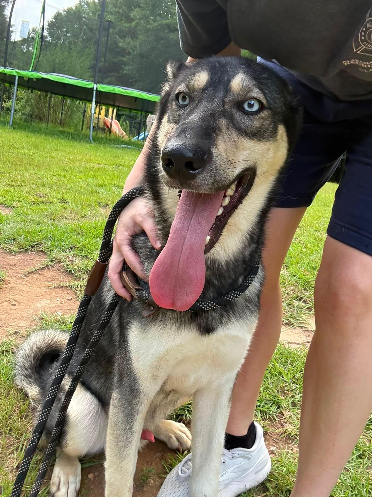 TAZ, Adoptable, Young Male Siberian Husky & German Shepherd Dog.