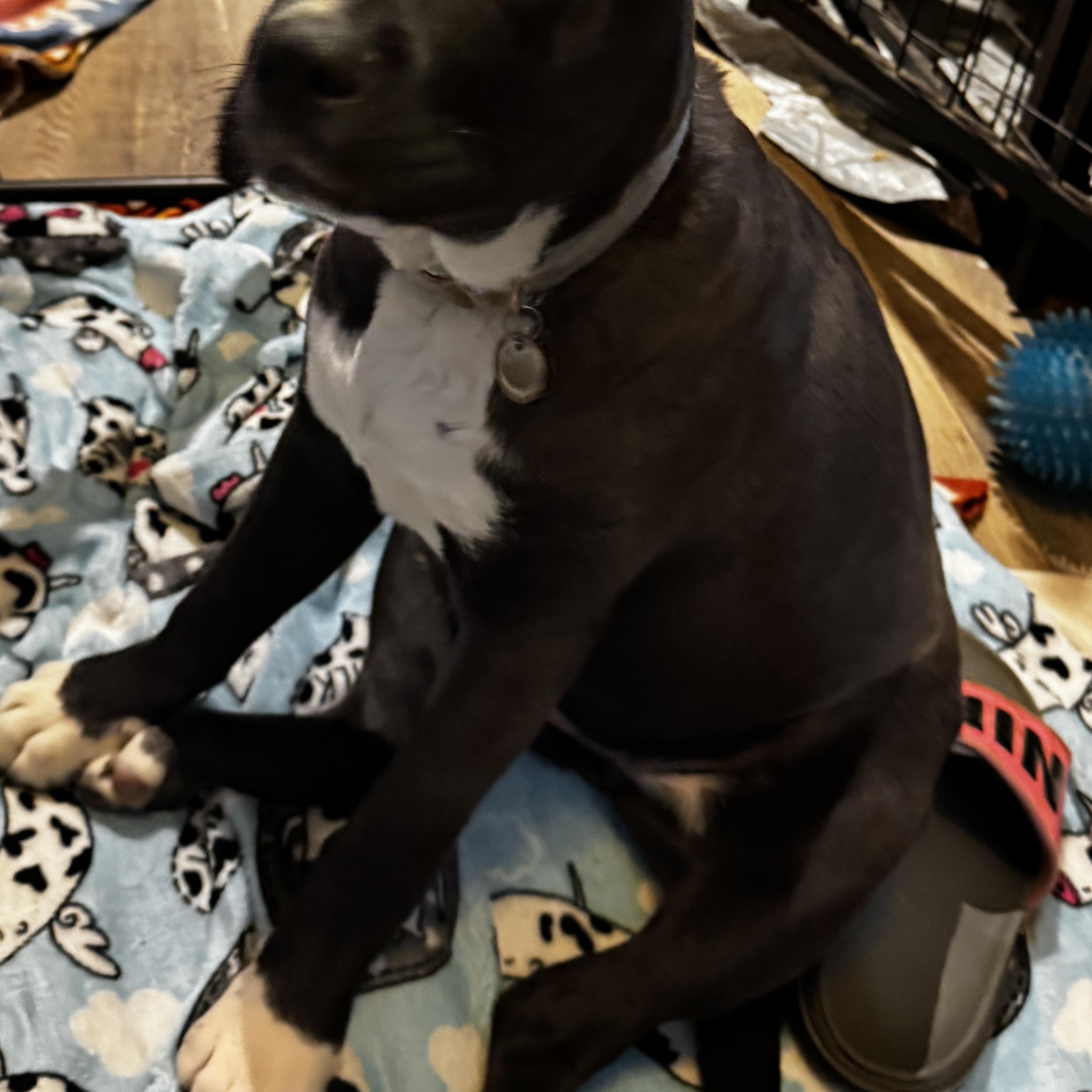 Enlarge Lily, a ADOPTABLE mixed breed in Kankakee, IL image 2/6