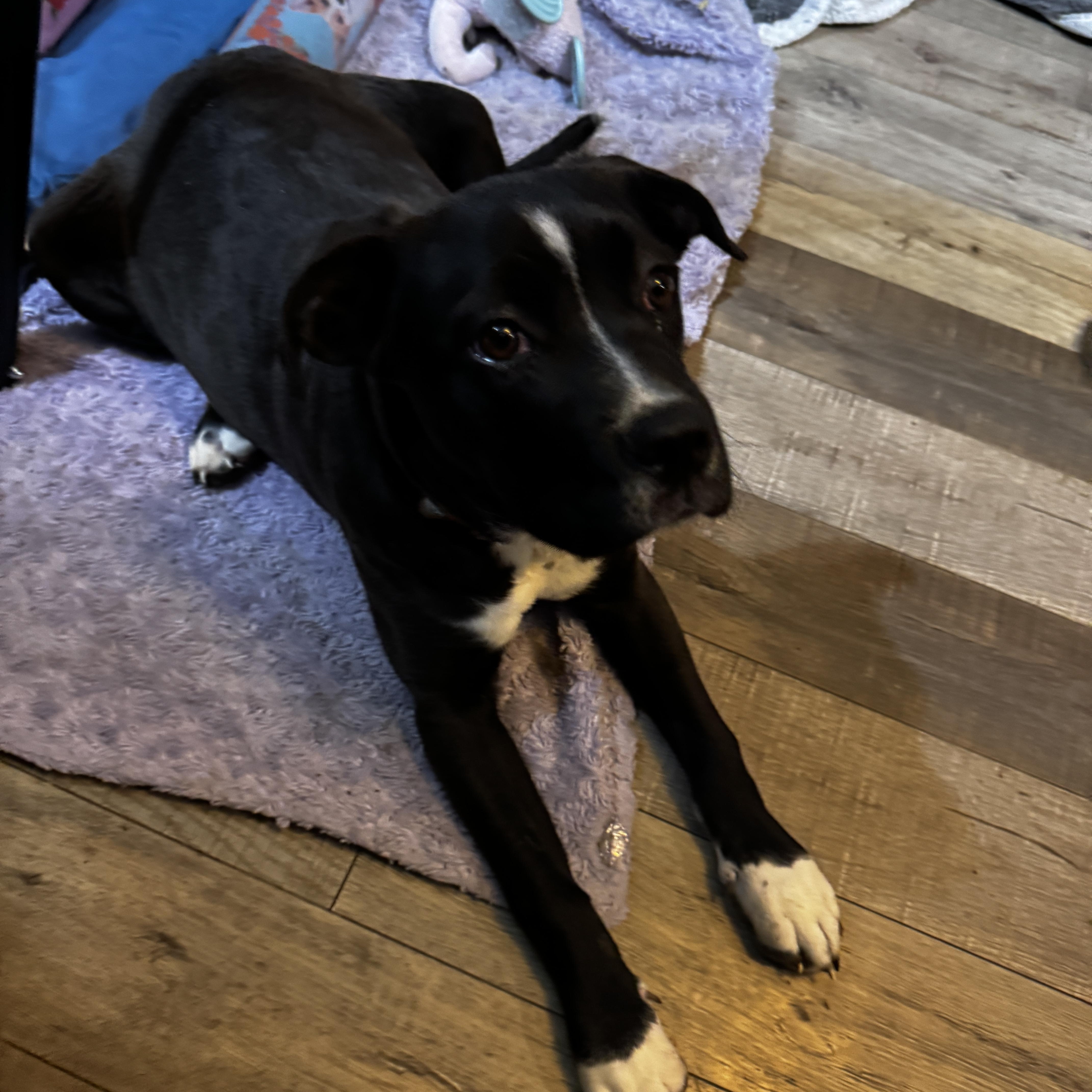 Lily, ADOPTABLE, Puppy Female Boxer.