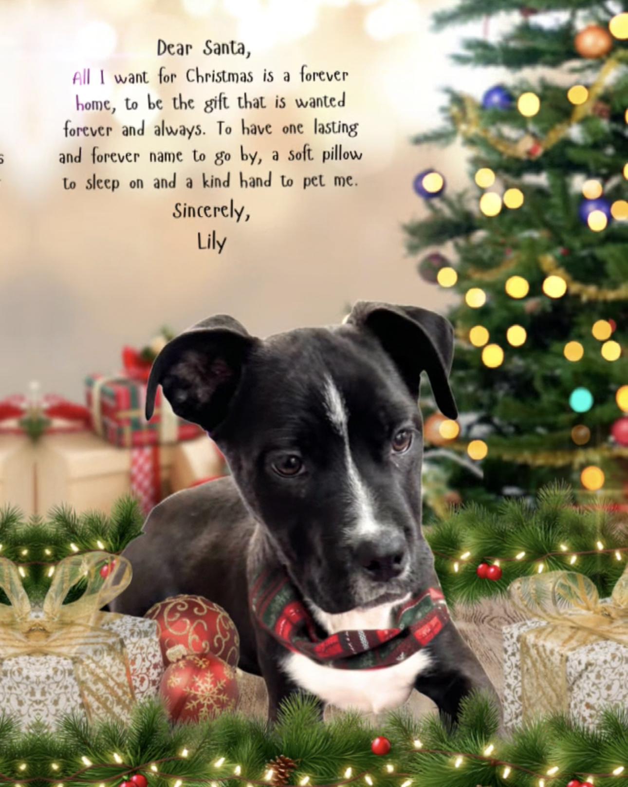 Lily, ADOPTABLE, Puppy Female Boxer.