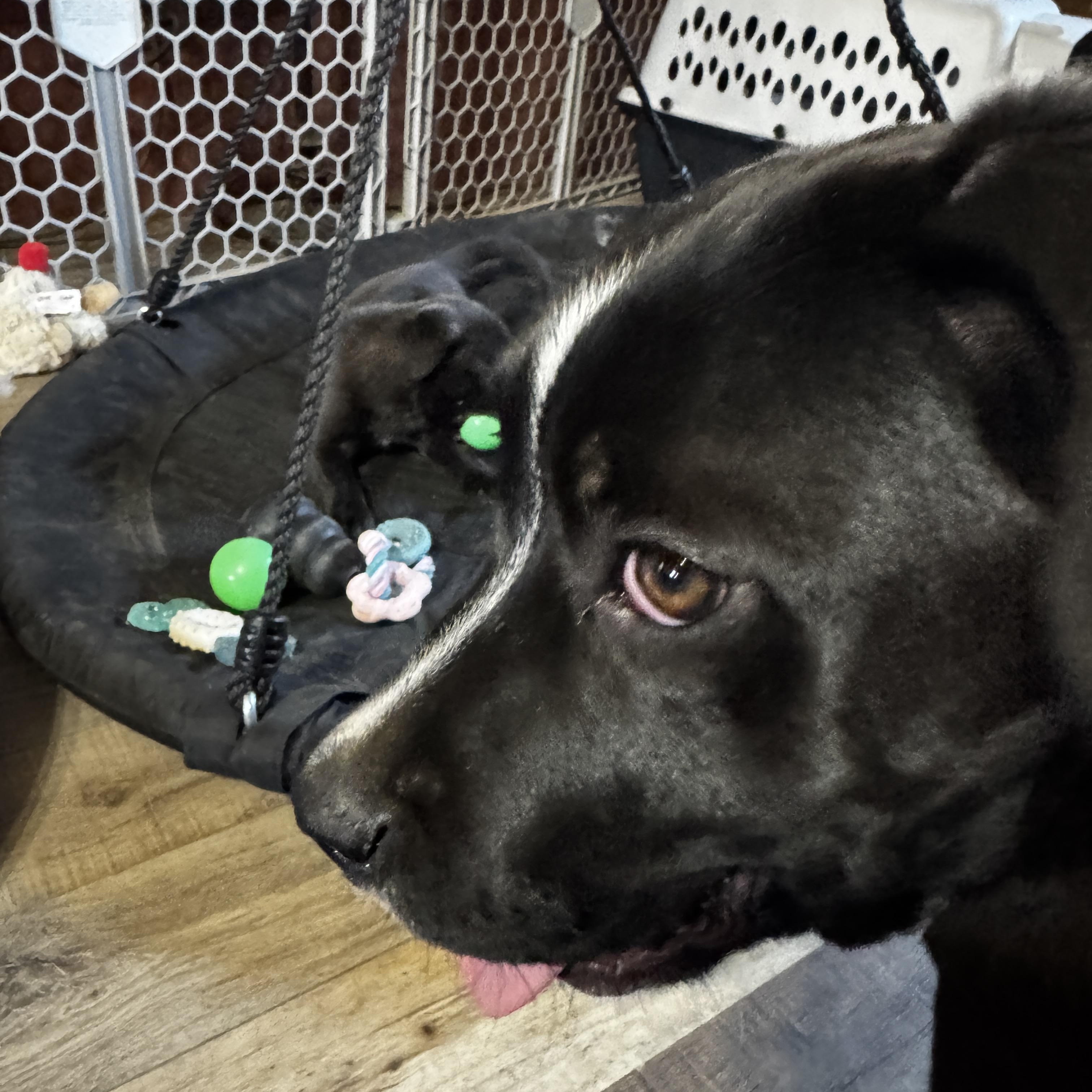 Enlarge Lily, a ADOPTABLE mixed breed in Kankakee, IL image 6/6