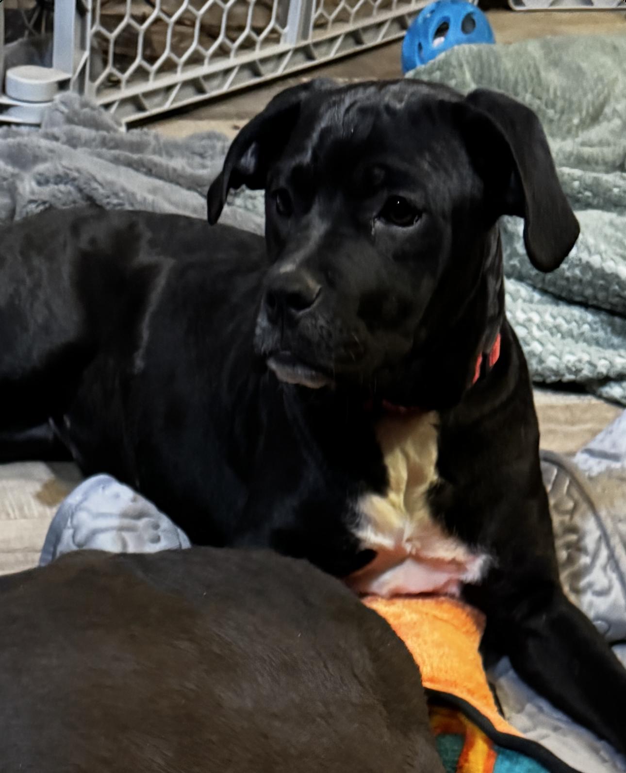 Enlarge Lily, a ADOPTABLE mixed breed in Kankakee, IL image 3/6