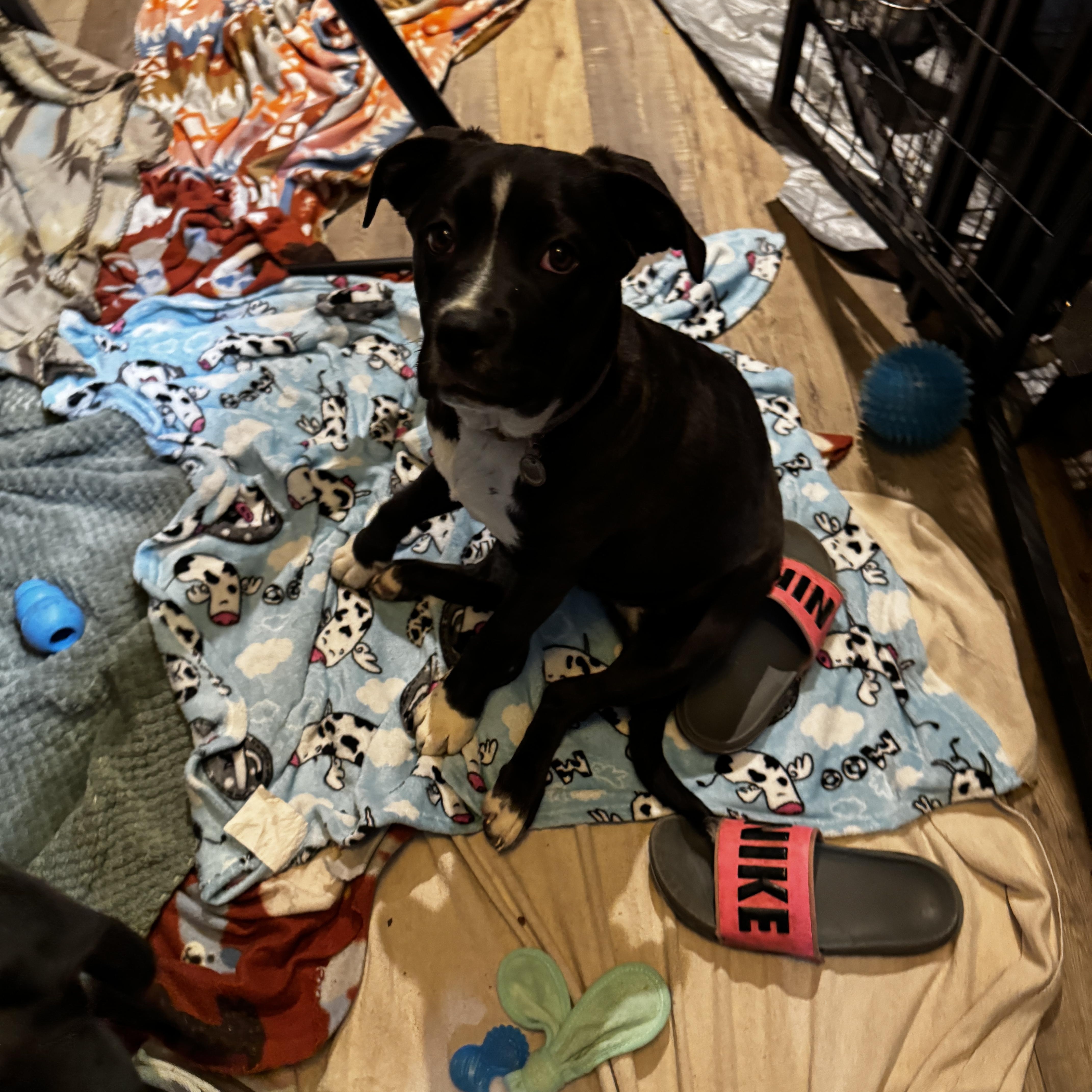 Enlarge Lily, a ADOPTABLE mixed breed in Kankakee, IL image 4/6