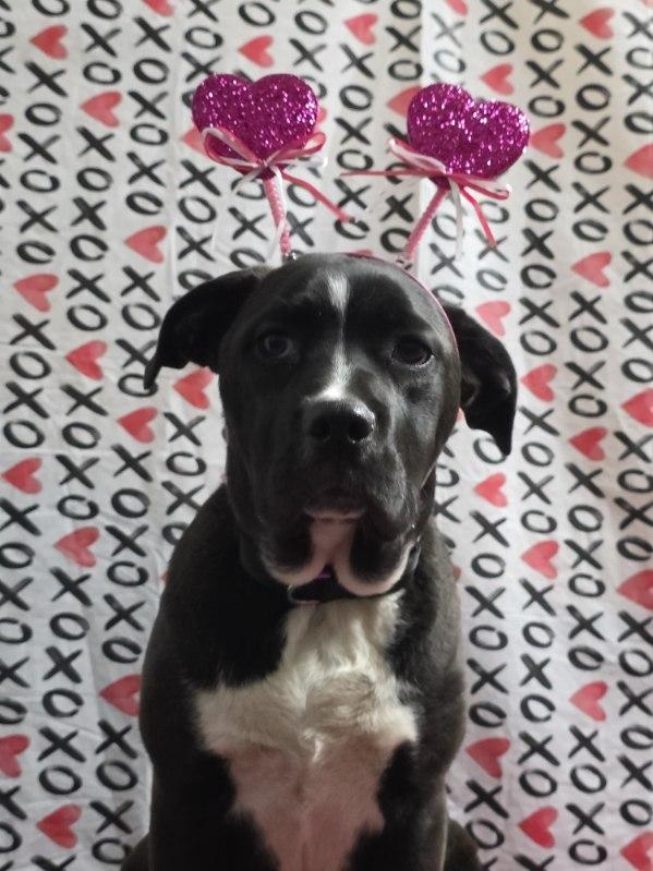 Enlarge Lily, a ADOPTABLE mixed breed in Kankakee, IL image 1/6