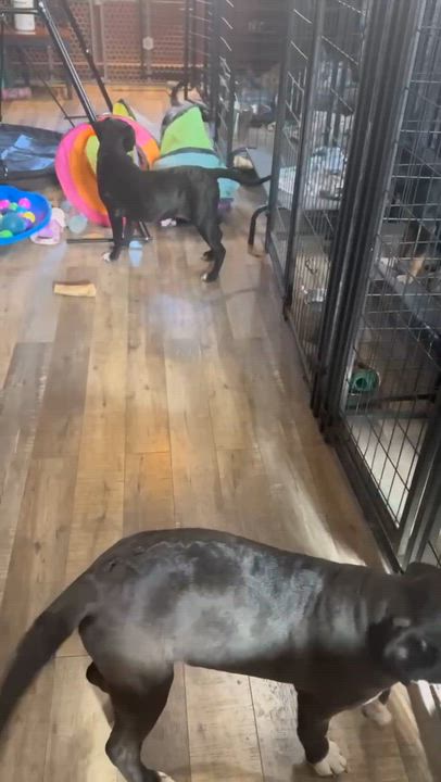 Enlarge Lily, a ADOPTABLE mixed breed in Kankakee, IL video 5/6