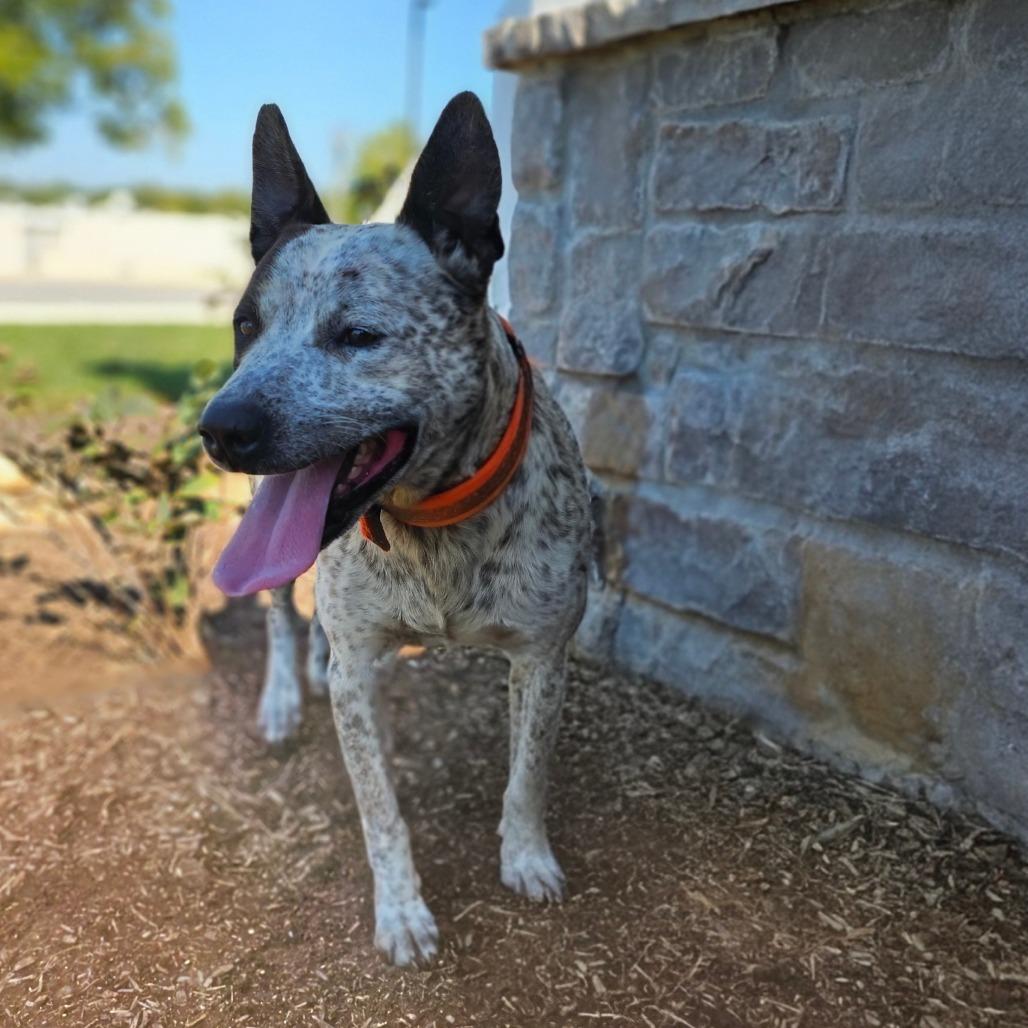 Brady, Adoptable, Adult Male Pit Bull Terrier & Cattle Dog.