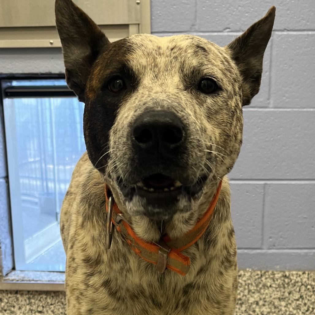 Enlarge Brady, a Adoptable mixed breed in Madisonville, TN image 2/2