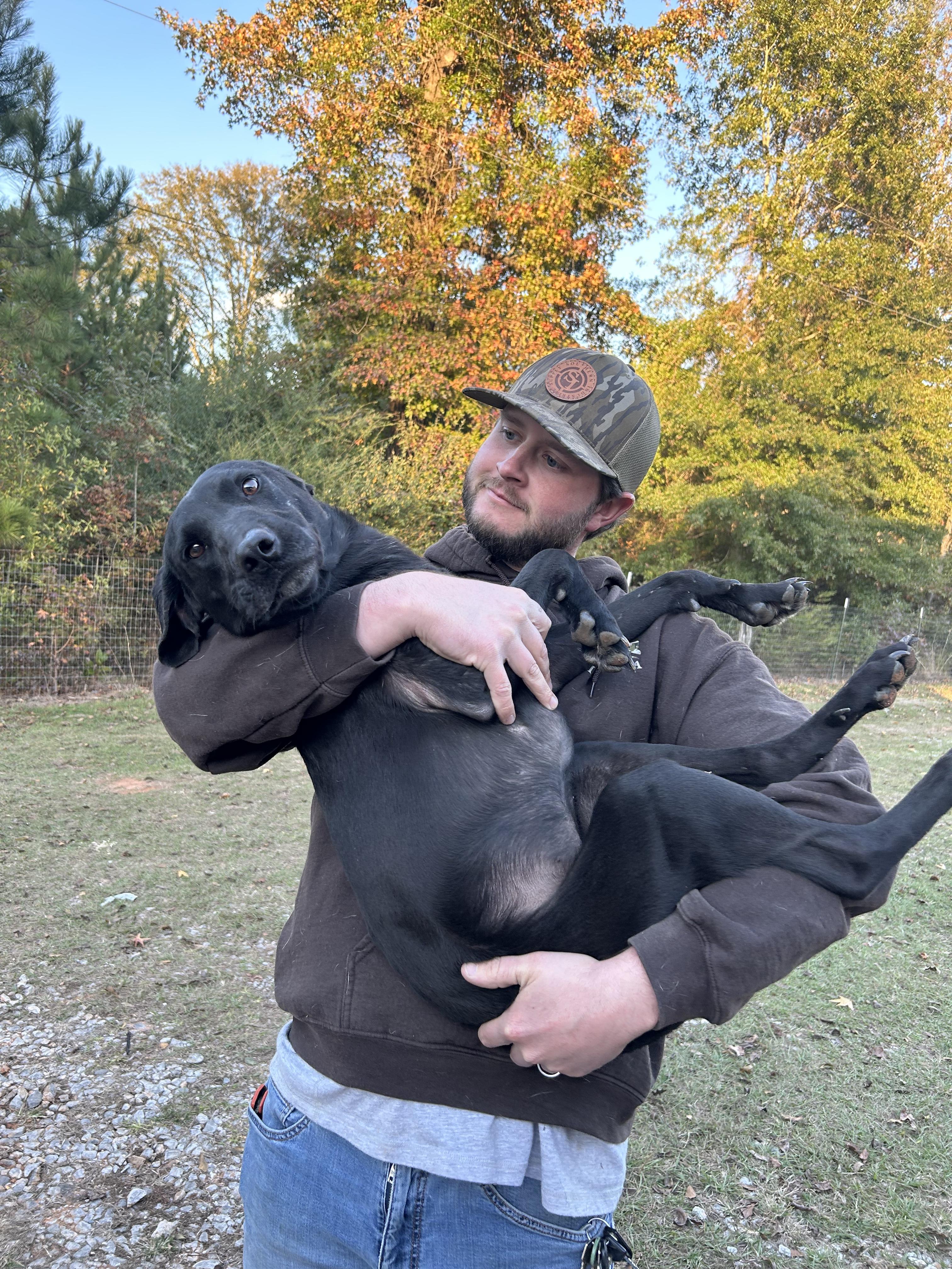 Tootsie, Adopted, Young Female Labrador Retriever.