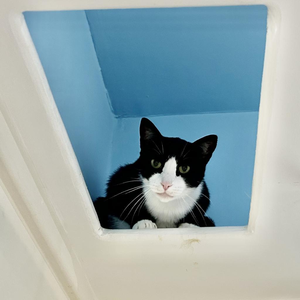 Enlarge Baby, a Adoptable Domestic Short Hair in Oyster Bay, NY image 1/4