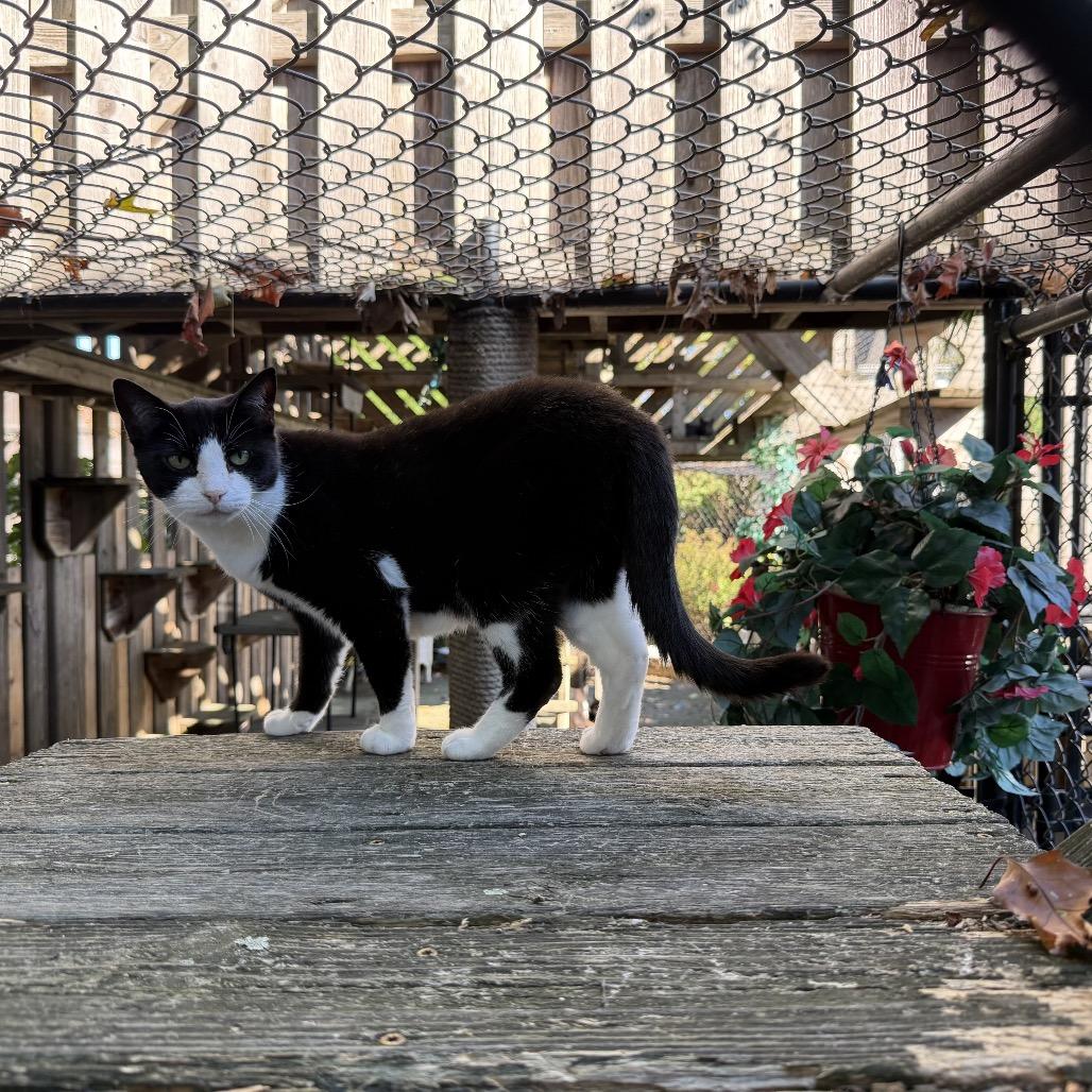 Enlarge Baby, a Adoptable Domestic Short Hair in Oyster Bay, NY image 2/4