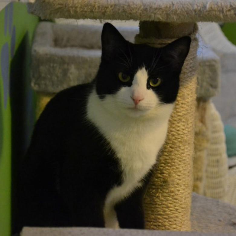 Enlarge Baby, a Adoptable Domestic Short Hair in Oyster Bay, NY image 3/4