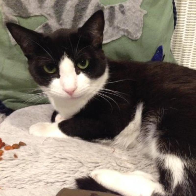 Enlarge Baby, a Adoptable Domestic Short Hair in Oyster Bay, NY image 4/4