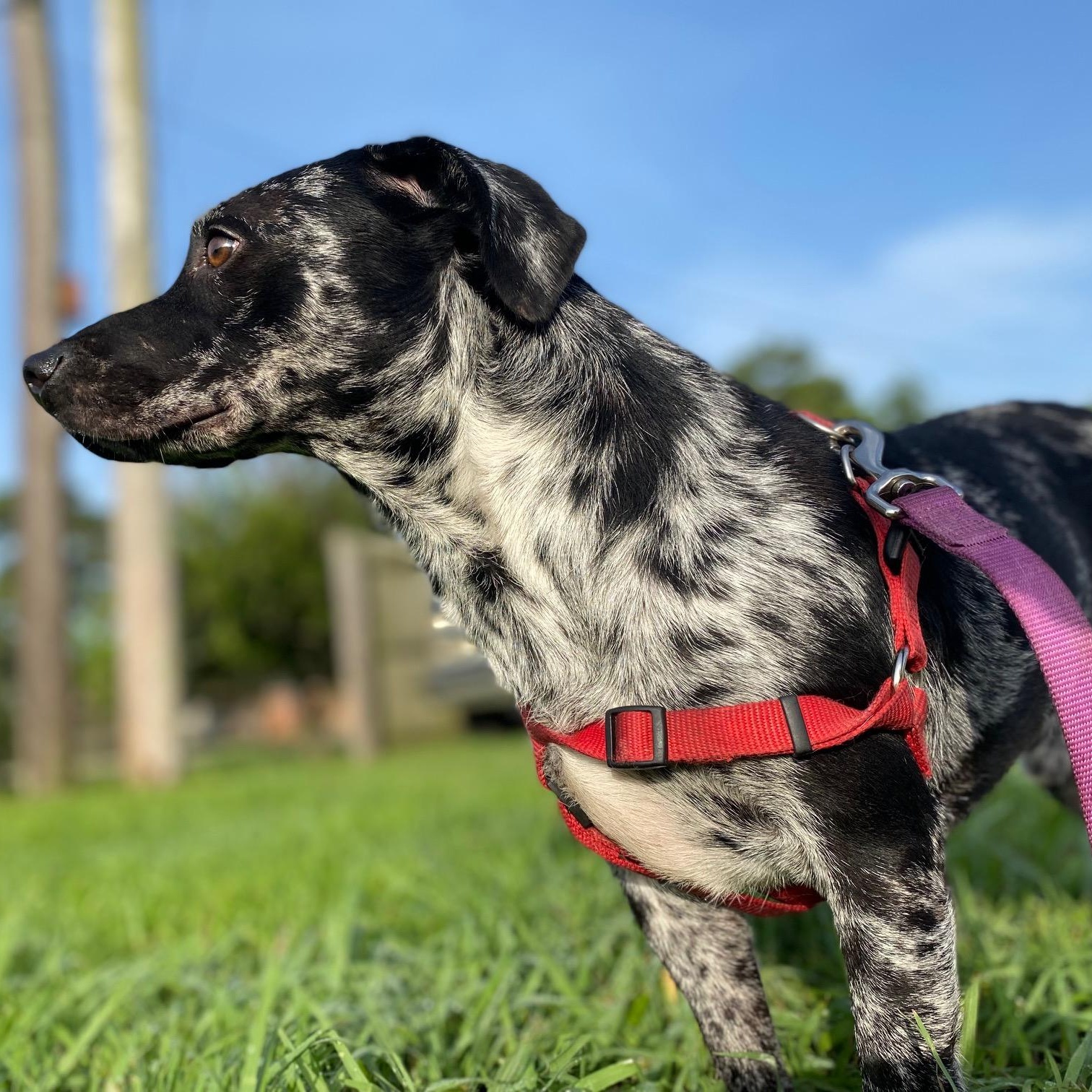 Finn (158390) (In a Foster Home)