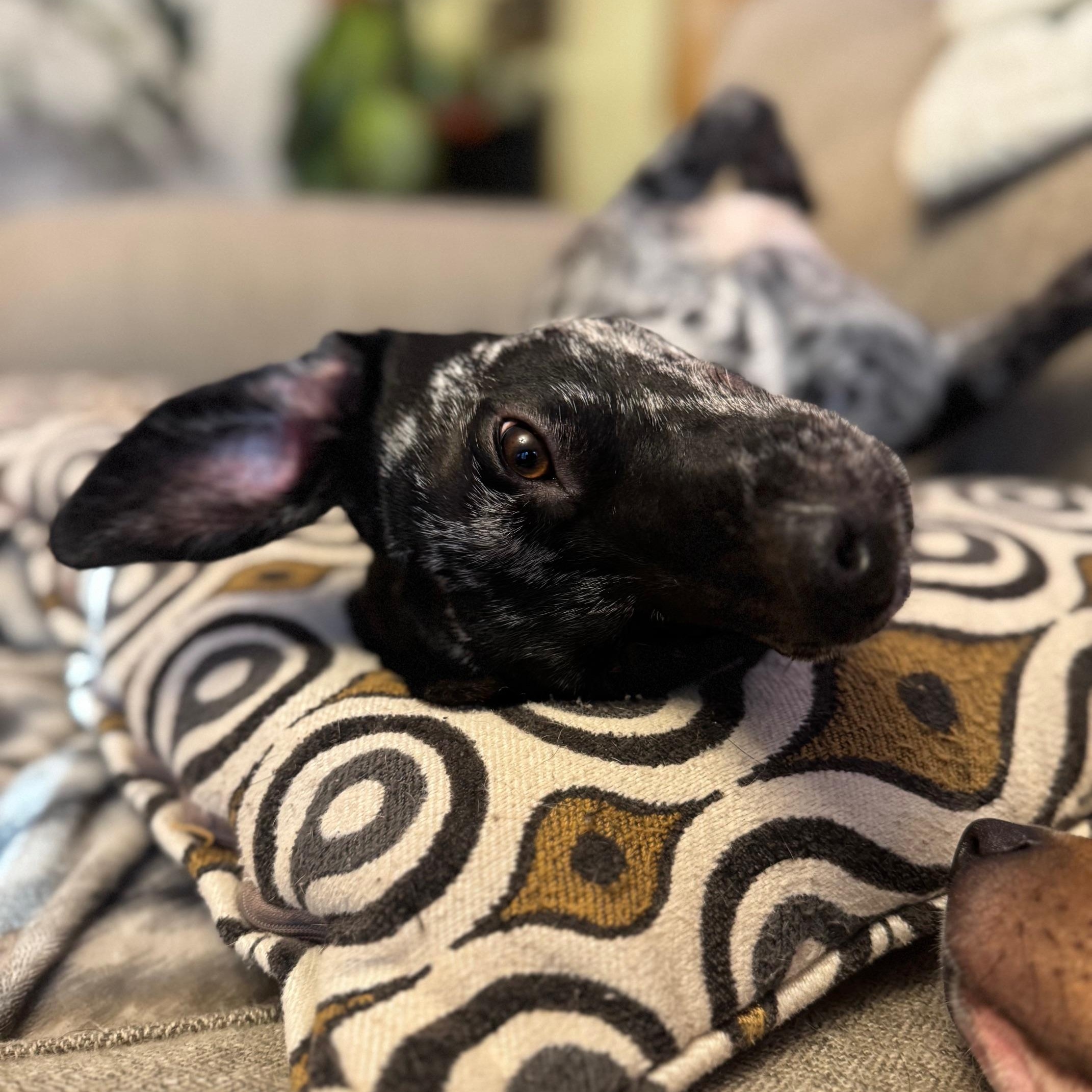 Finn (158390) (In a Foster Home)