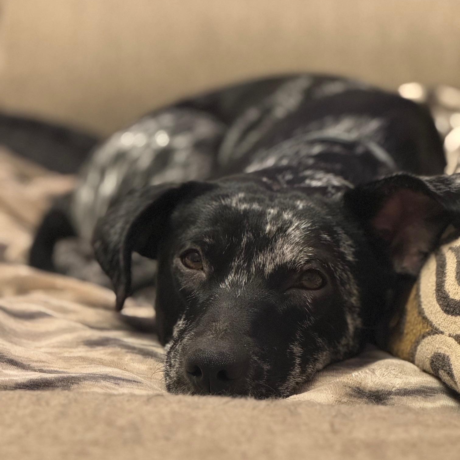 Finn (158390) (In a Foster Home)