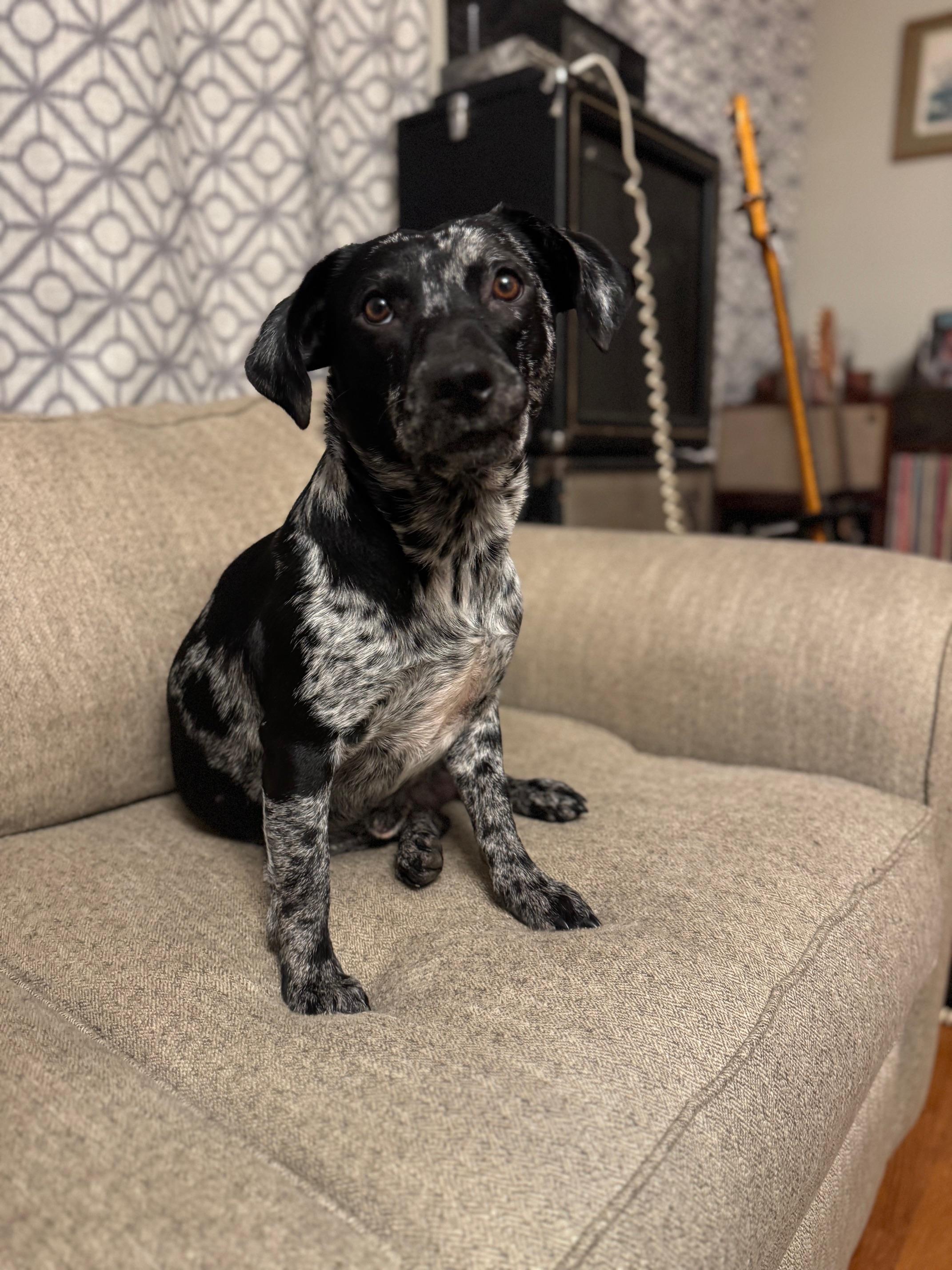 Finn (158390) (In a Foster Home)