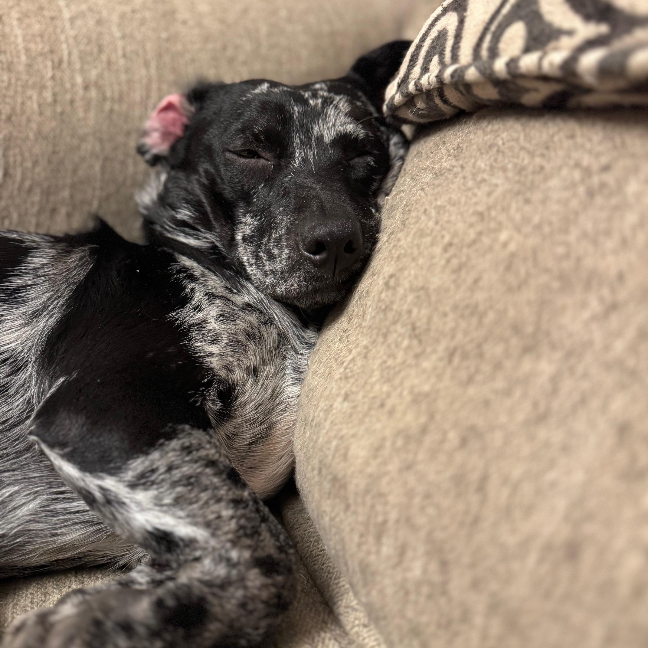 Finn (158390) (In a Foster Home)