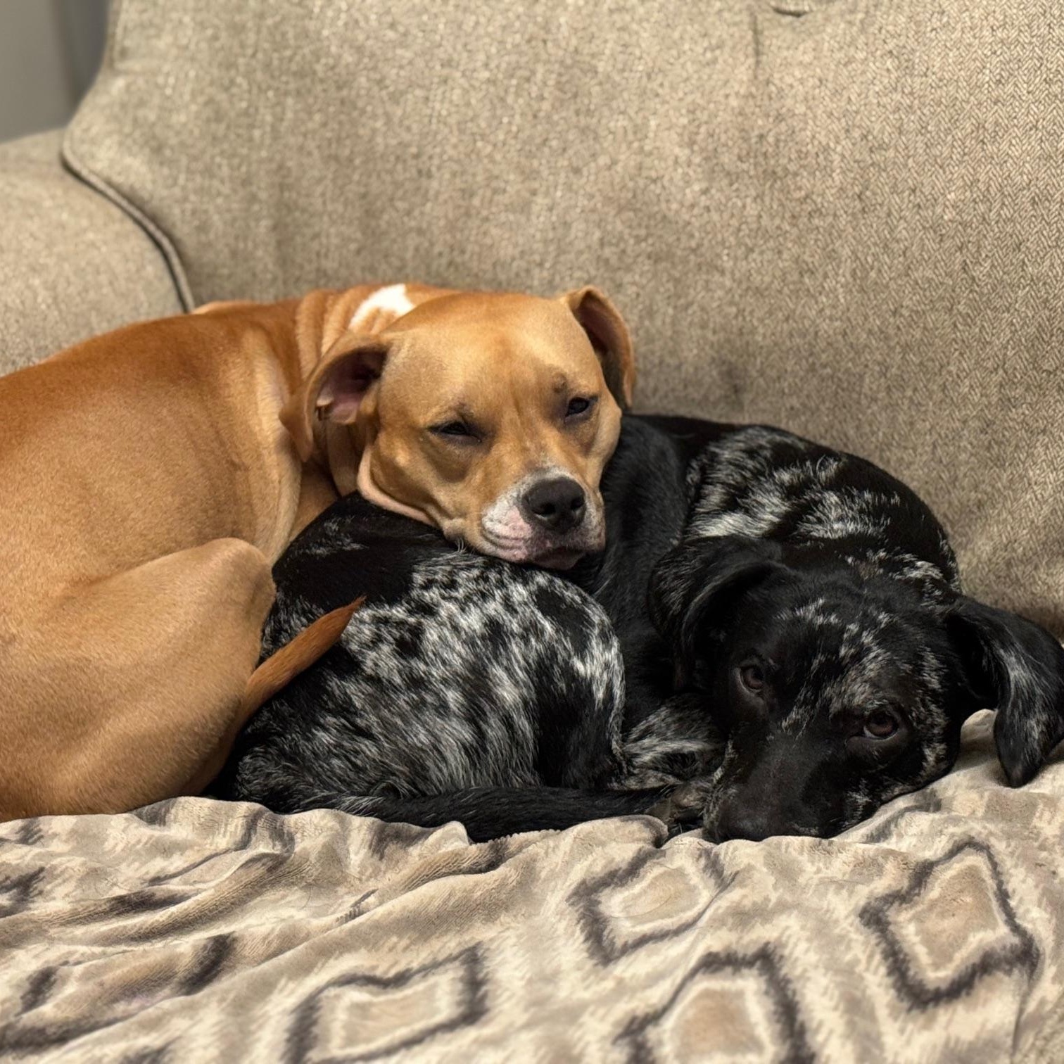 Finn (158390) (In a Foster Home)