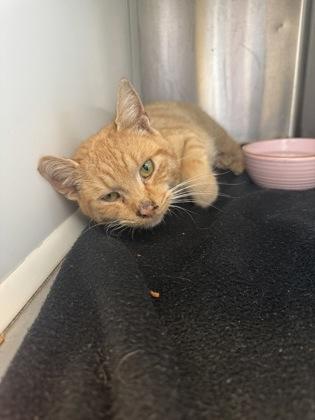 Quesarito, Adoptable, Adult Male Domestic Short Hair & Domestic Short Hair.