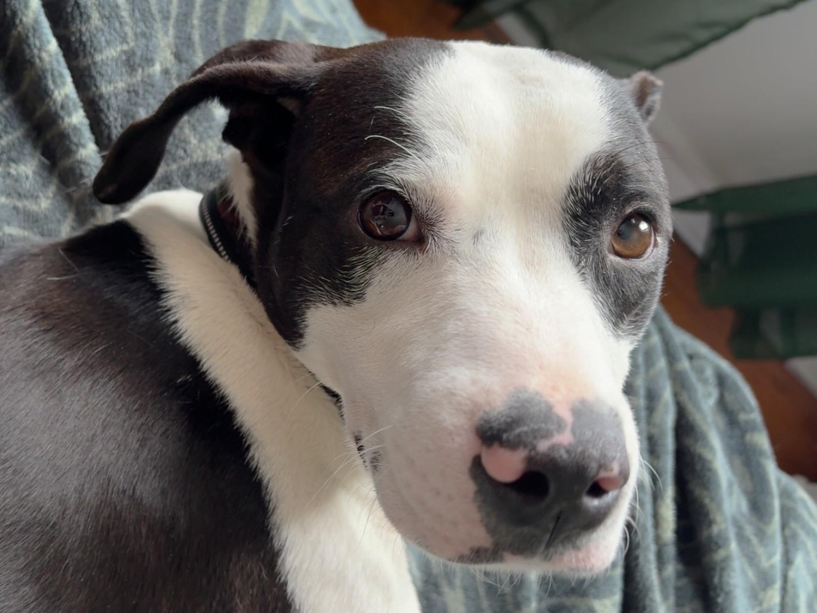 Comet (30 lbs), ADOPTABLE, Young Male Jack Russell Terrier.