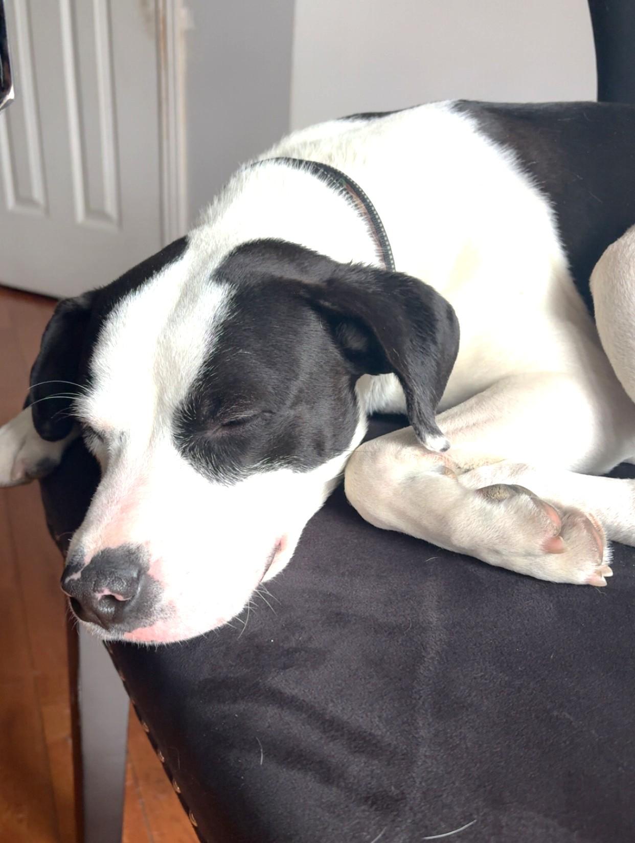 Enlarge Comet (30 lbs), a ADOPTABLE mixed breed in Mississauga, ON image 5/6