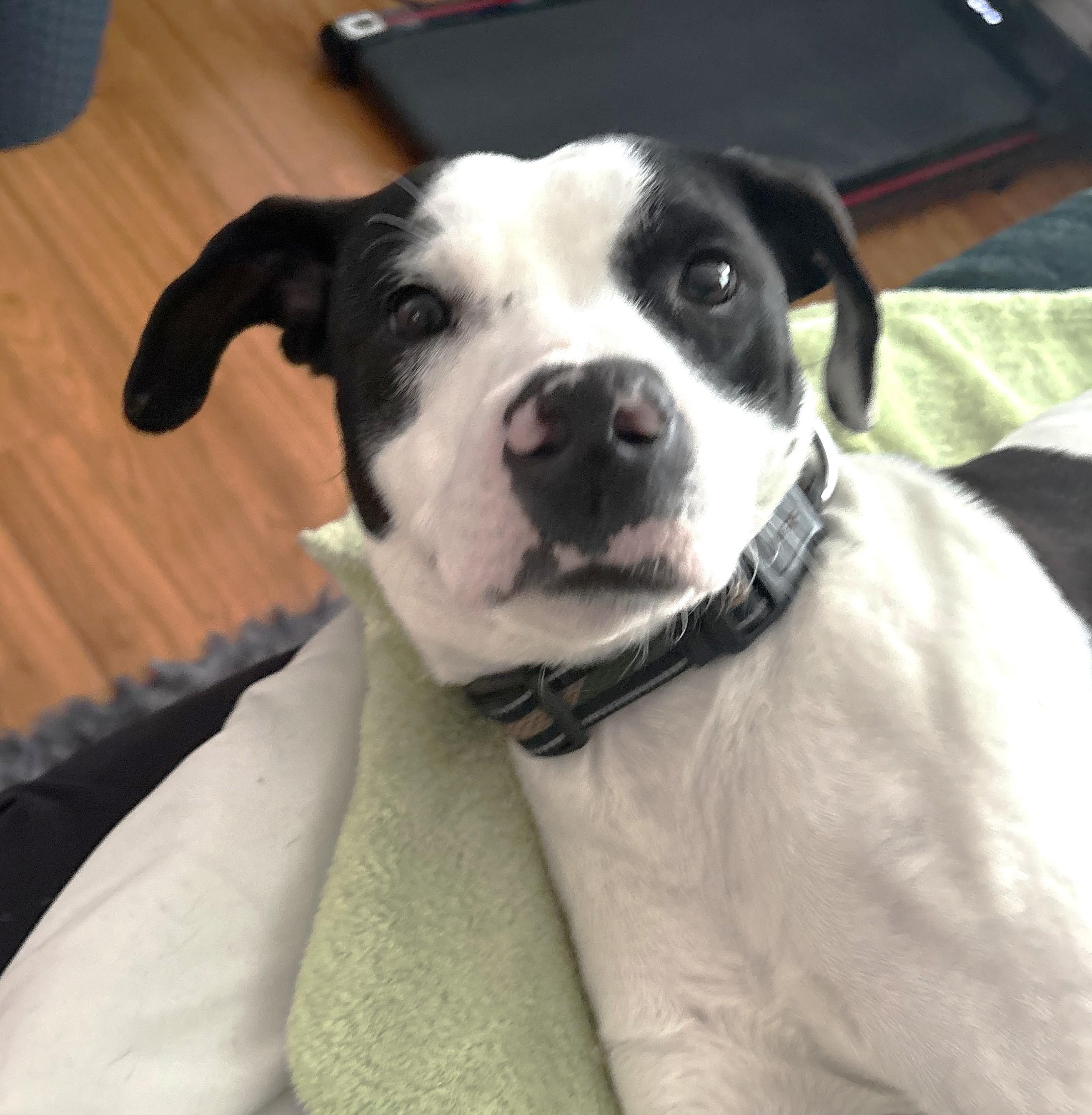 Enlarge Comet (30 lbs), a ADOPTABLE mixed breed in Mississauga, ON image 3/6