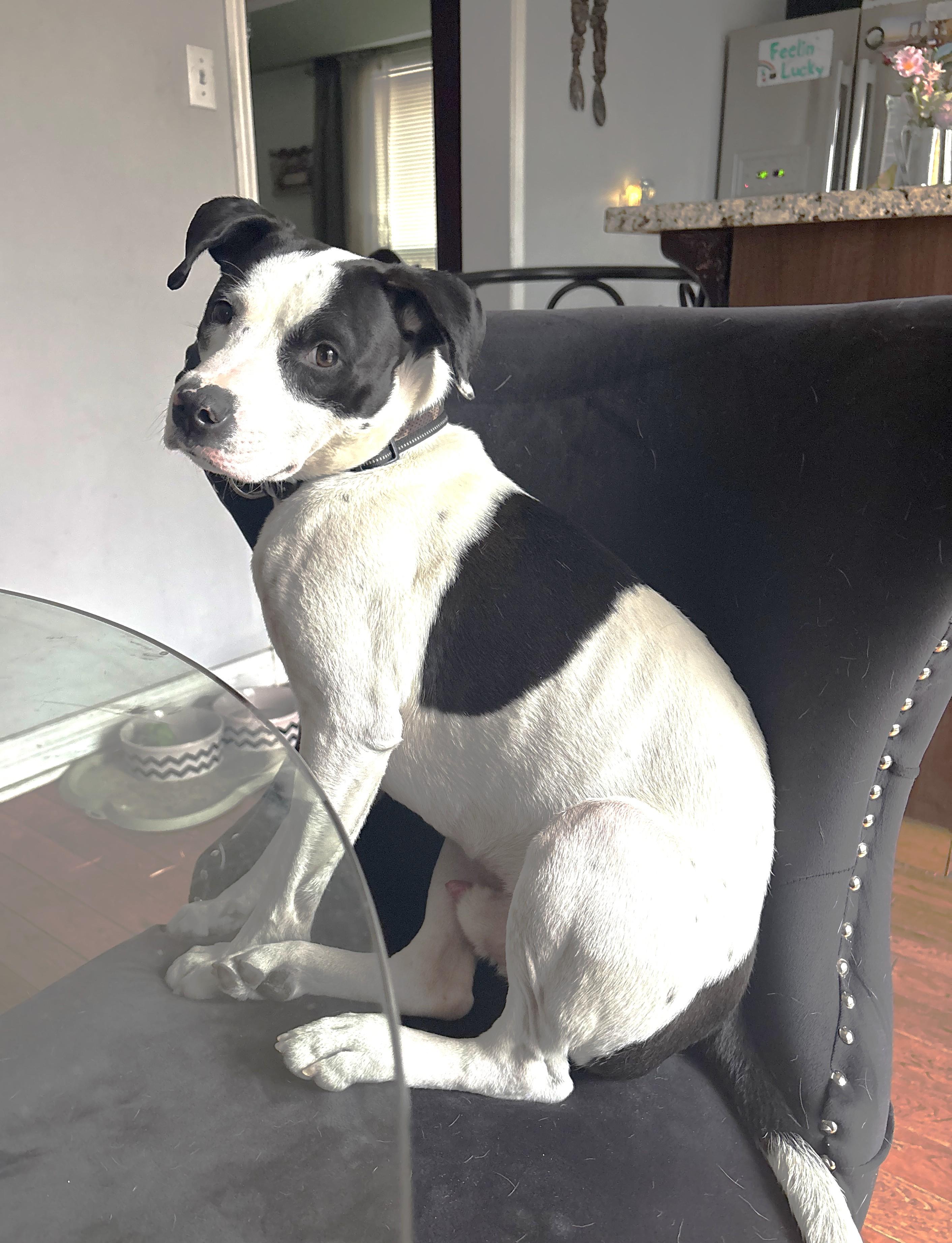 Enlarge Comet (30 lbs), a ADOPTABLE mixed breed in Mississauga, ON image 6/6