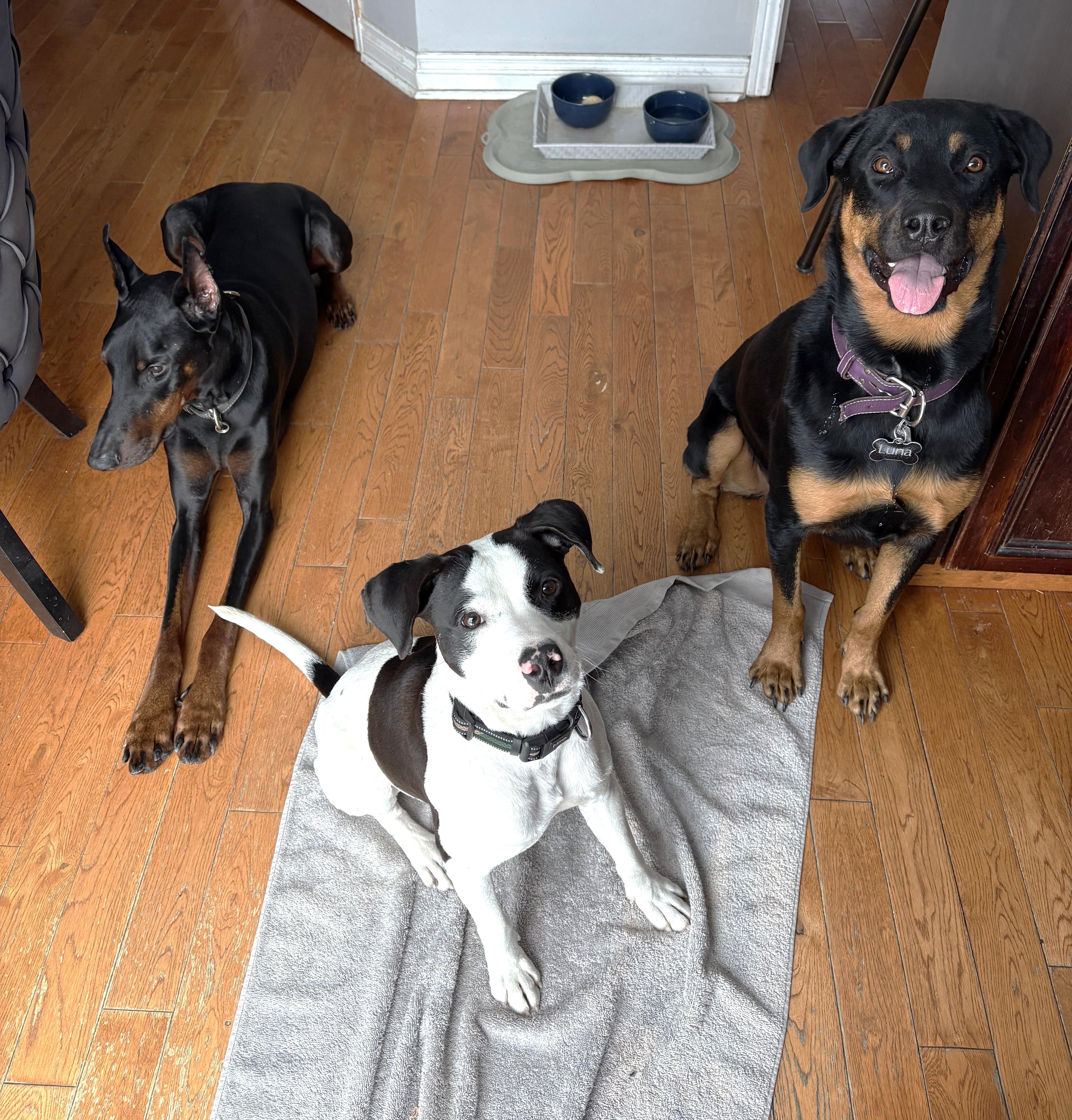 Enlarge Comet (30 lbs), a ADOPTABLE mixed breed in Mississauga, ON image 4/6