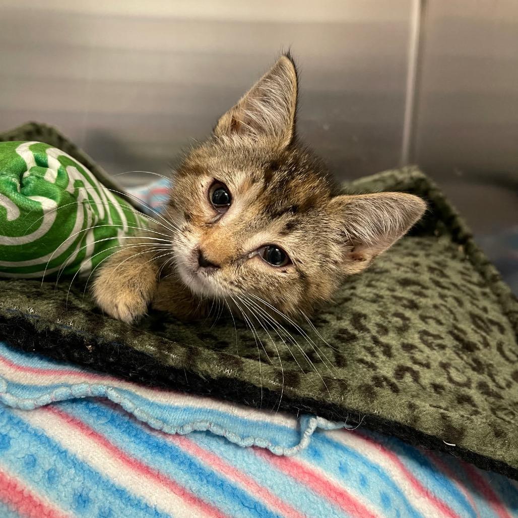 Enlarge Elara, a Adoptable Domestic Short Hair in Monroe, MI image 2/6
