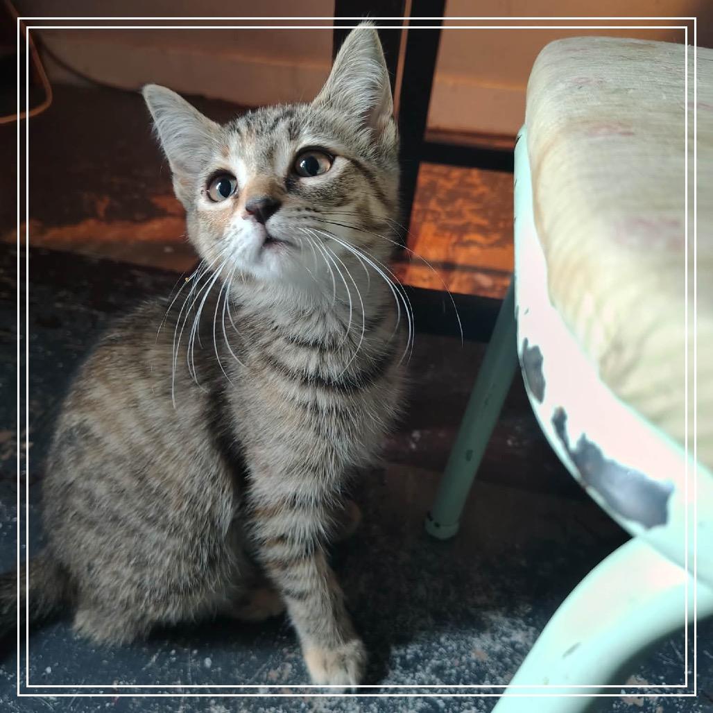 Enlarge Elara, a Adoptable Domestic Short Hair in Monroe, MI image 3/6