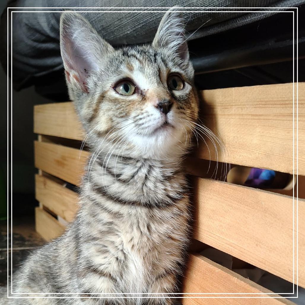 Enlarge Elara, a Adoptable Domestic Short Hair in Monroe, MI image 4/6