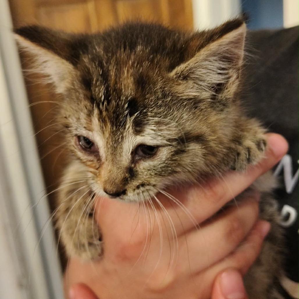 Enlarge Elara, a Adoptable Domestic Short Hair in Monroe, MI image 5/6
