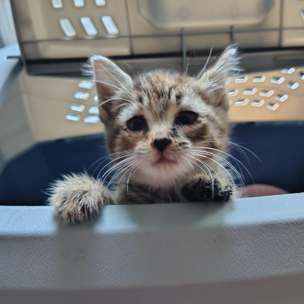 Enlarge Elara, a Adoptable Domestic Short Hair in Monroe, MI image 6/6