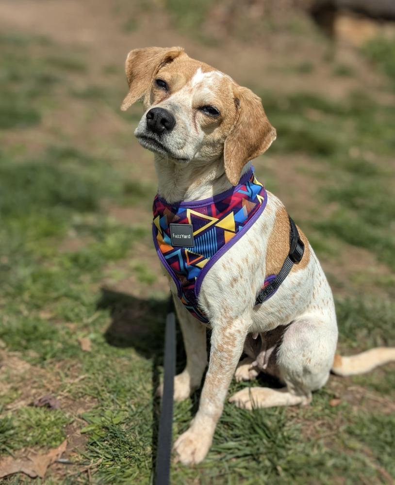 Meredith Gray, Adoptable, Adult Female Beagle.