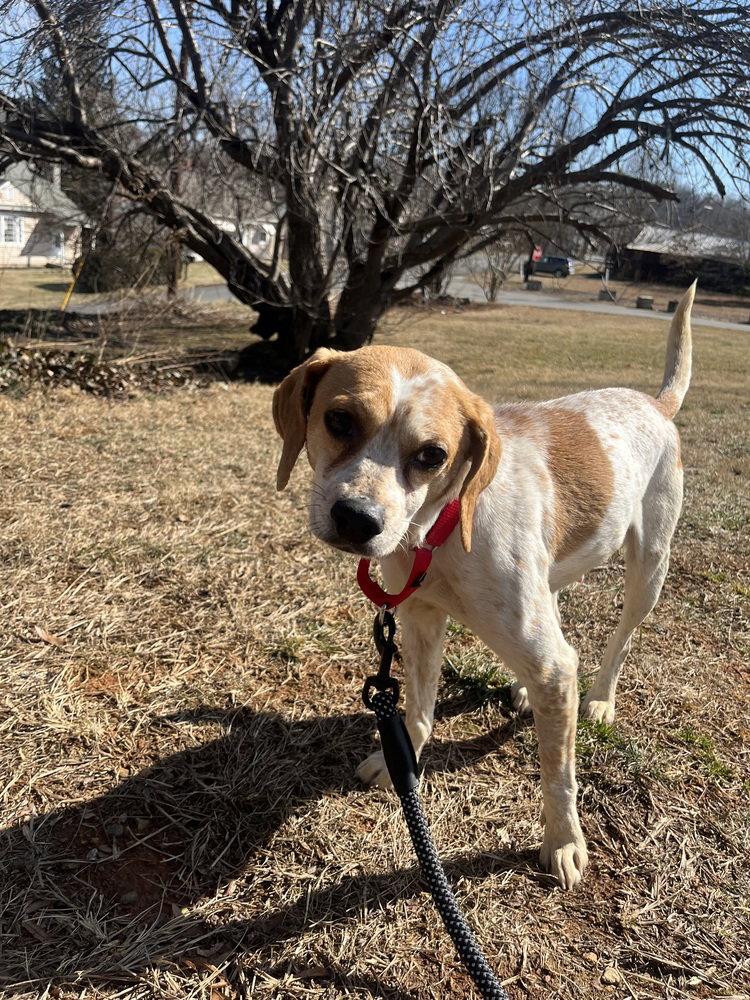 Enlarge Meredith Gray, a Adoptable Beagle in Candler, NC image 2/3