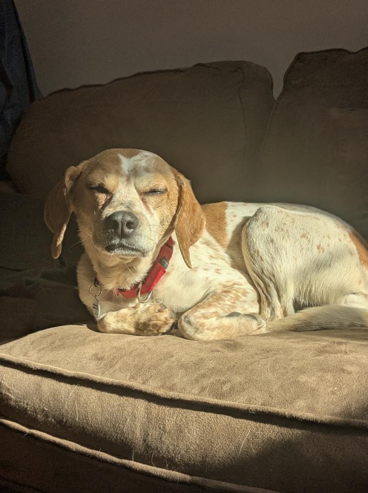 Enlarge Meredith Gray, a Adoptable Beagle in Candler, NC image 3/3