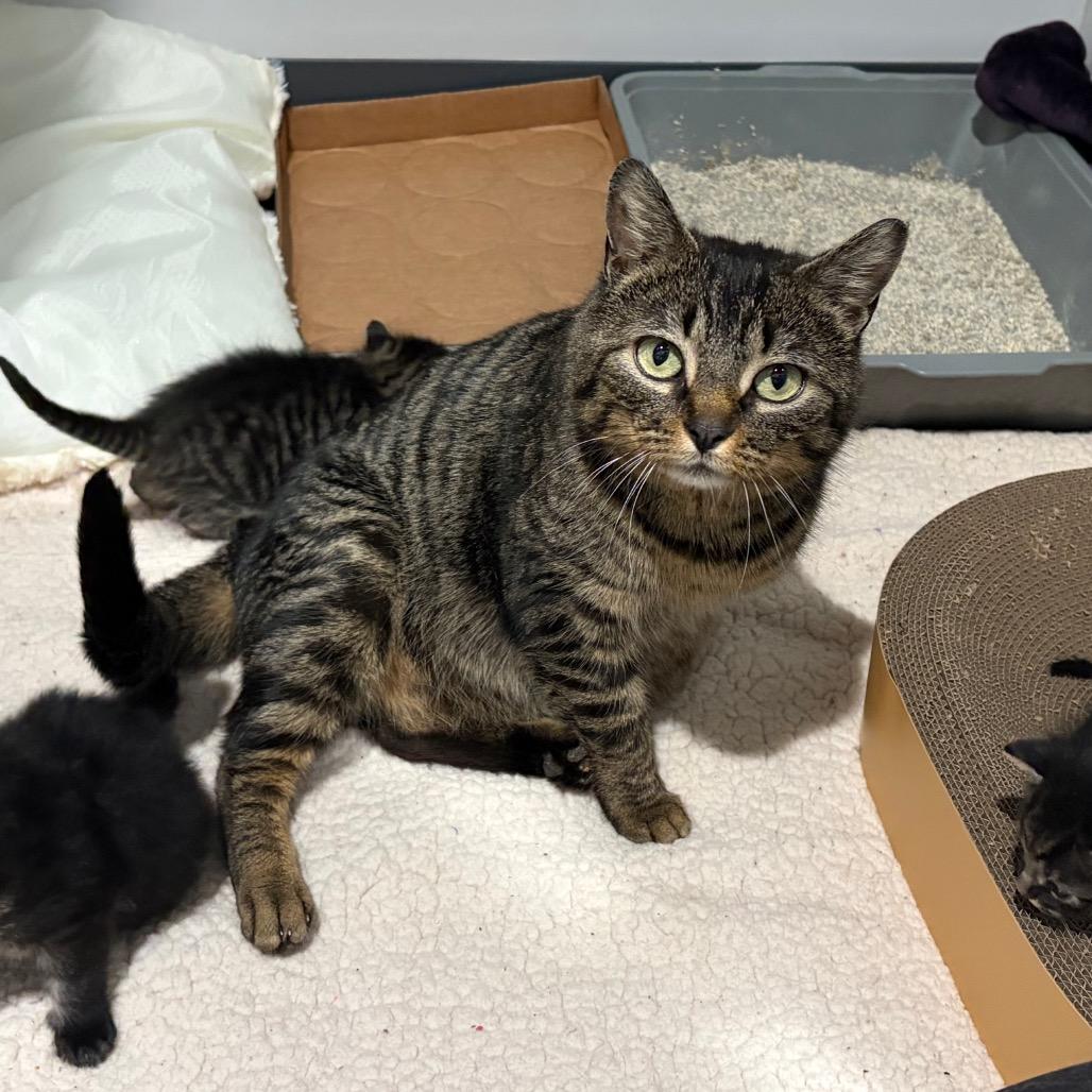 Mama Fiesta, Adoptable, Adult Female Domestic Short Hair.
