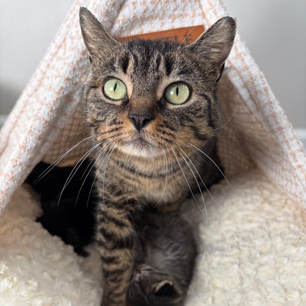 Enlarge Mama Fiesta, a Adoptable Domestic Short Hair in Ferndale, MI image 2/3