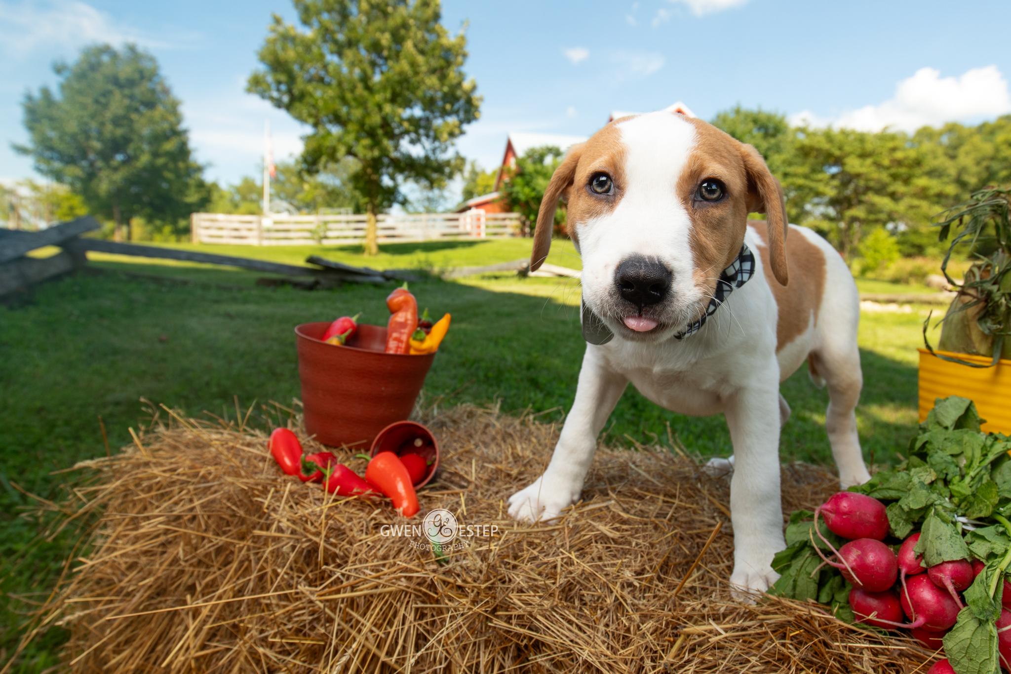 Enlarge Thai Dragon, a Adoptable mixed breed in Dayton, OH image 2/6