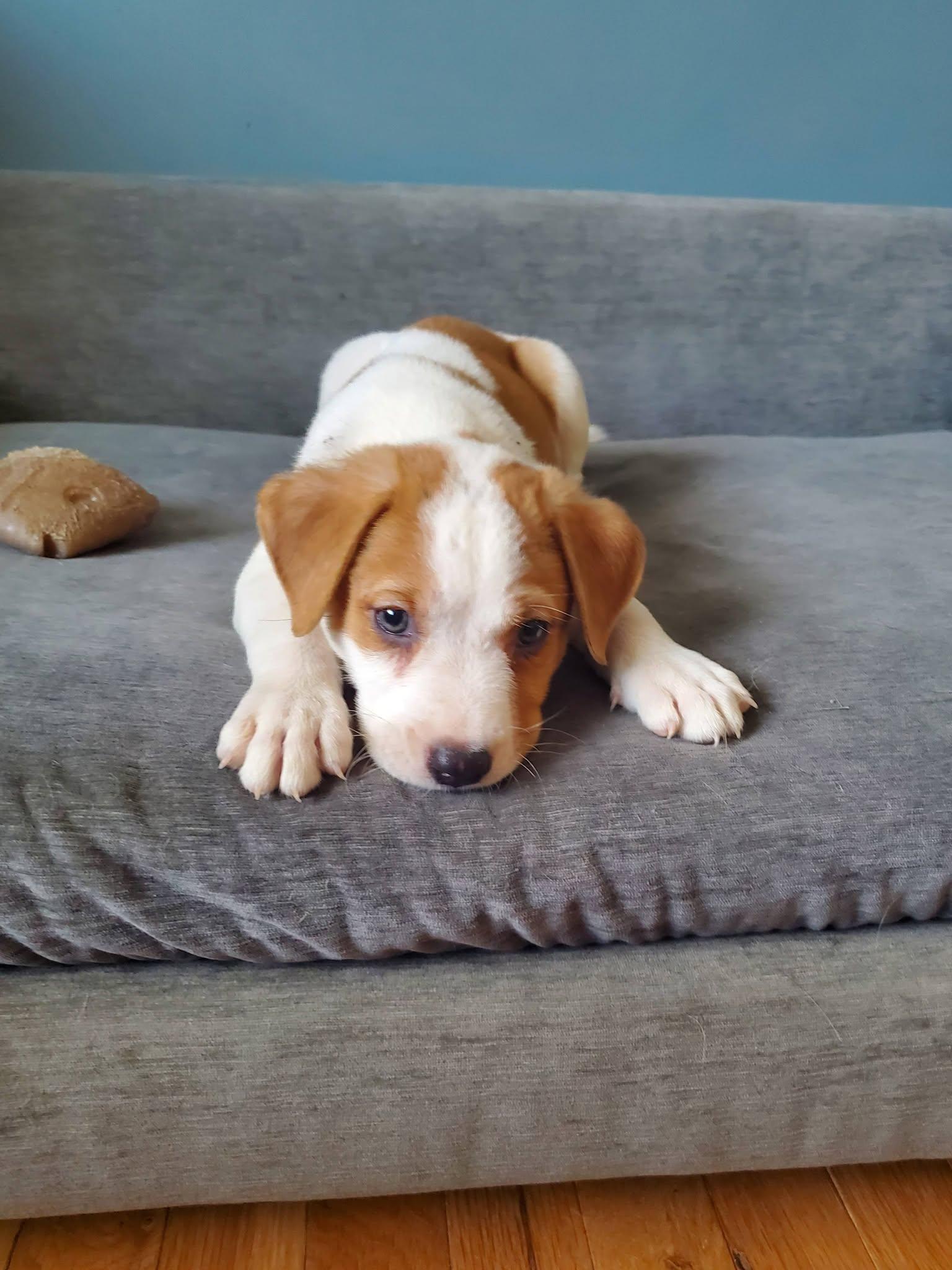 Thai Dragon - Pre Adoption, Adoptable, Puppy Male Mixed Breed.