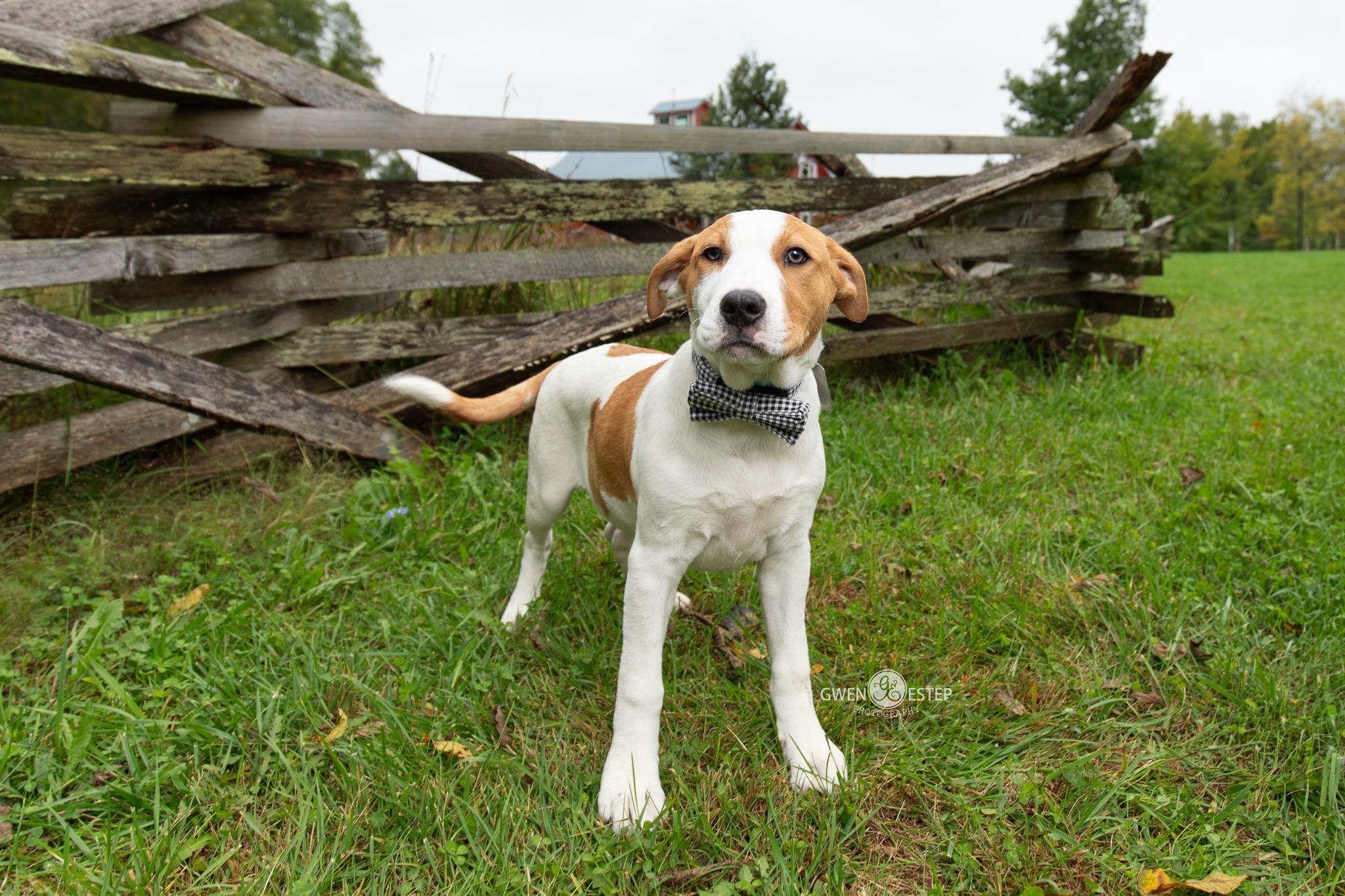 Enlarge Thai Dragon, a Adoptable mixed breed in Dayton, OH image 2/6