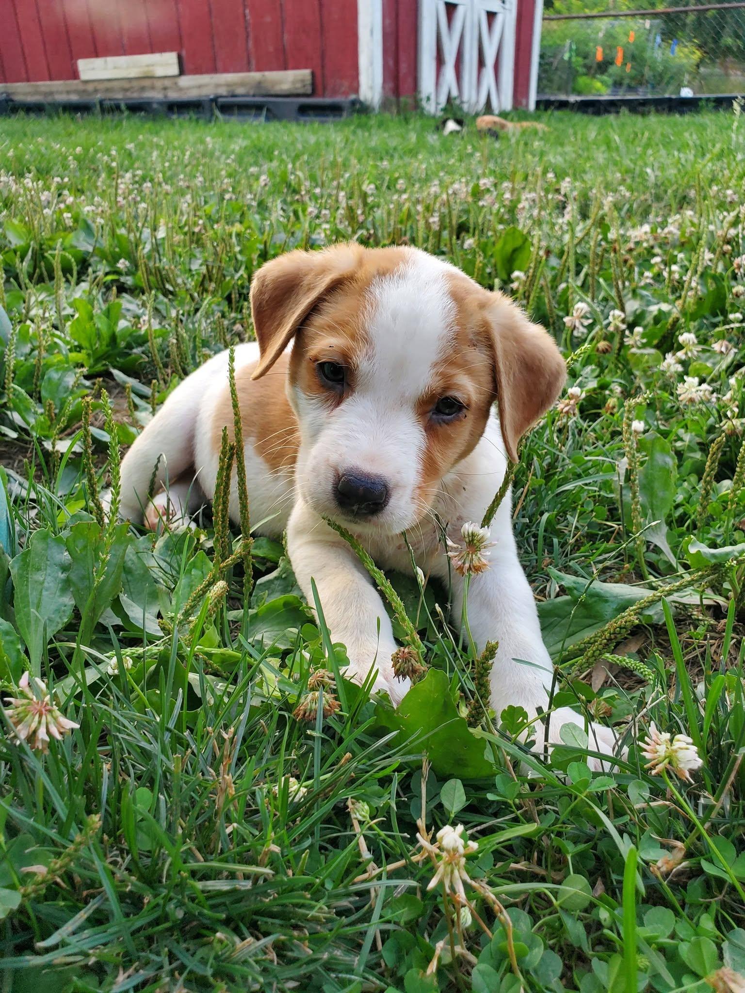 Enlarge Thai Dragon - Pre Adoption, a Adoptable mixed breed in Dayton, OH image 5/6