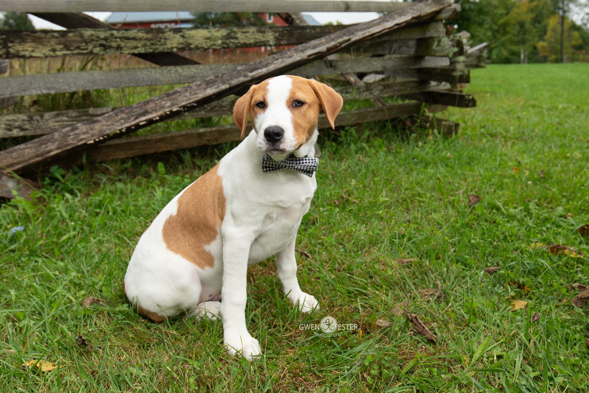 Thai Dragon, Adoptable, Puppy Male Mixed Breed.