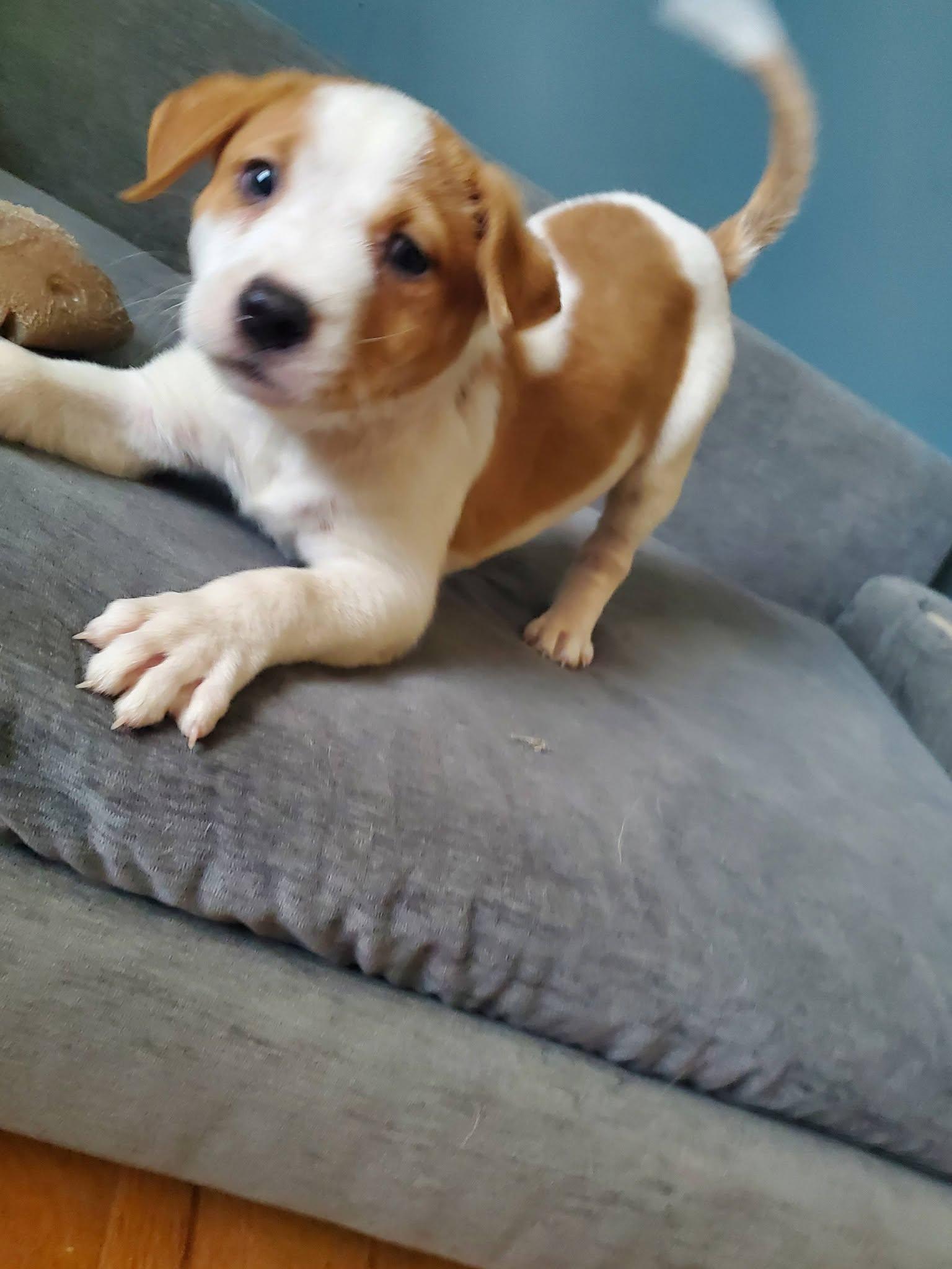 Enlarge Thai Dragon - Pre Adoption, a Adoptable mixed breed in Dayton, OH image 2/6