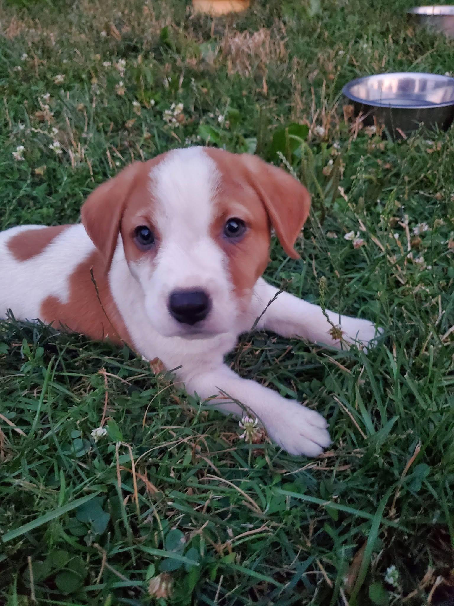 Enlarge Thai Dragon - Pre Adoption, a Adoptable mixed breed in Dayton, OH image 3/6