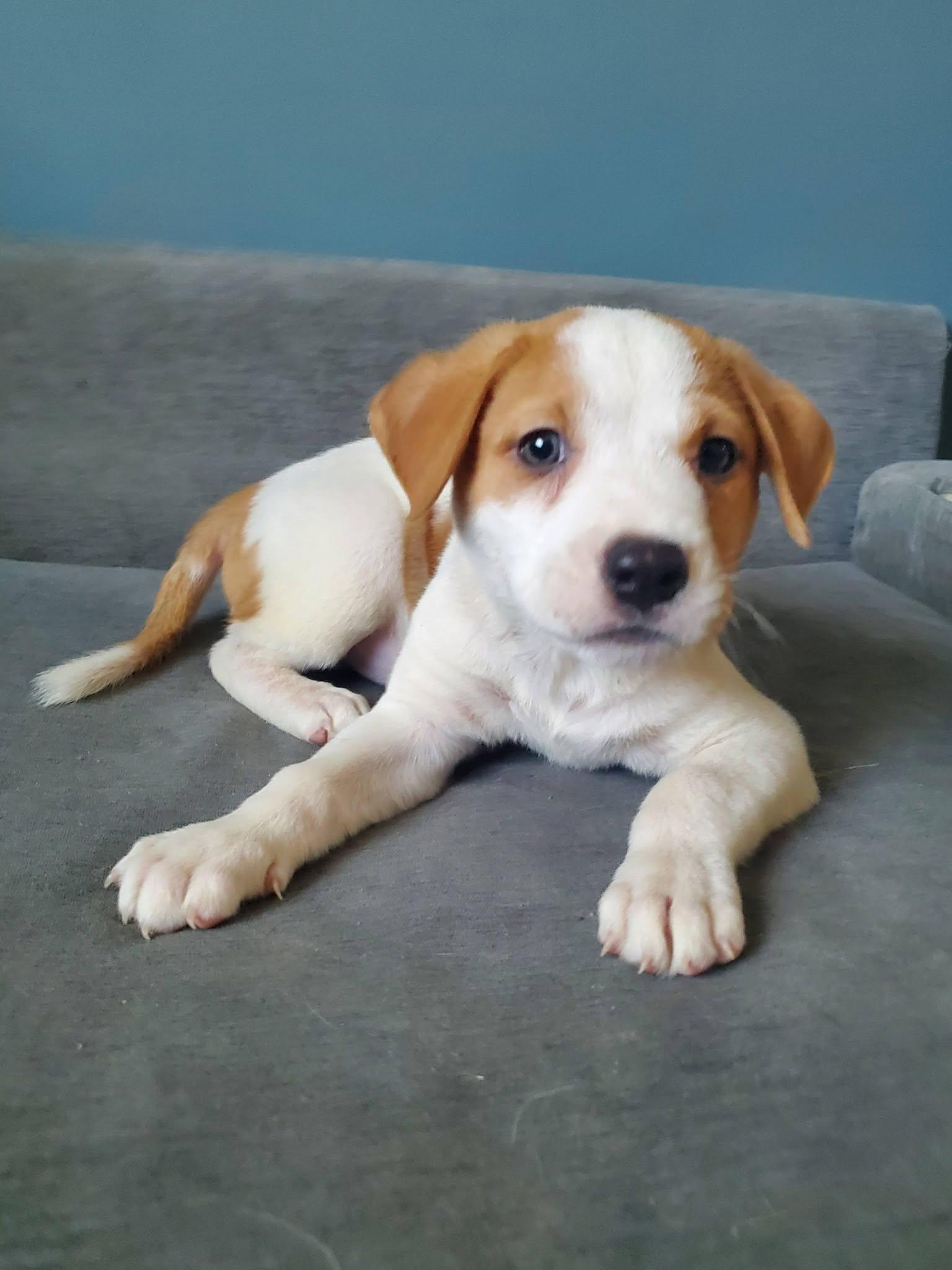 Enlarge Thai Dragon - Pre Adoption, a Adoptable mixed breed in Dayton, OH image 6/6