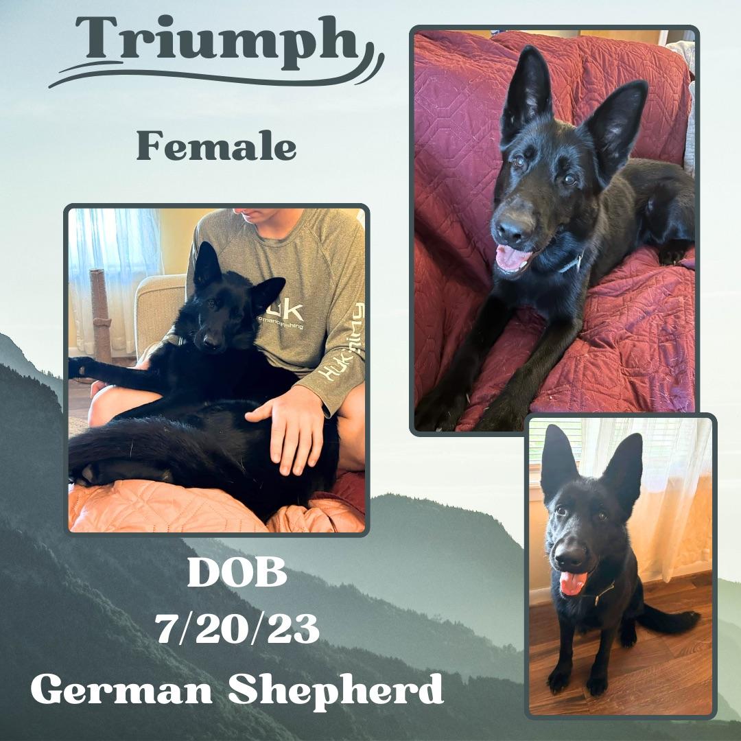 Adopt Triumph Dog for adoption