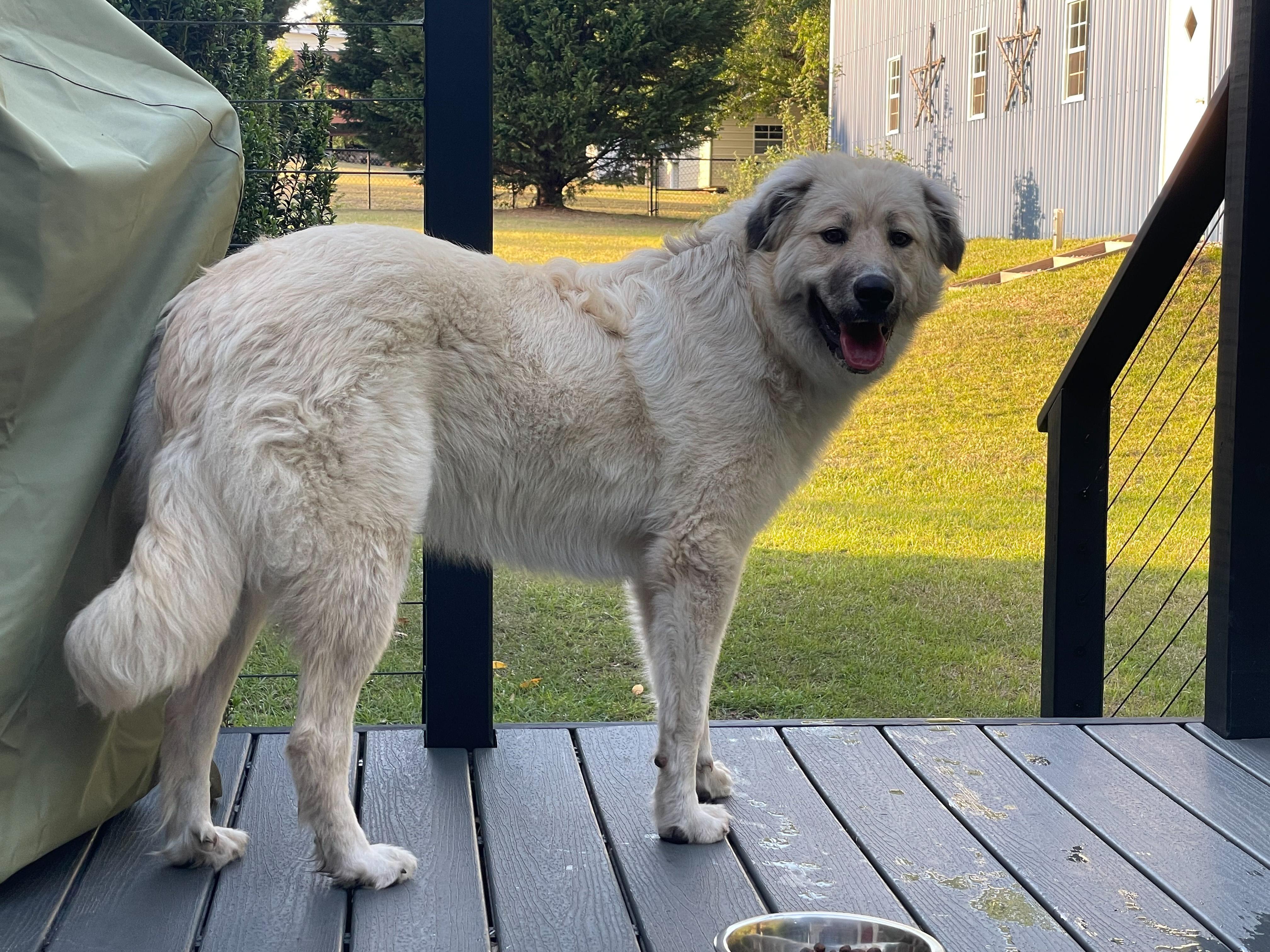 Charlie - PYR Bridge Program, ADOPTABLE, Adult Female Great Pyrenees.