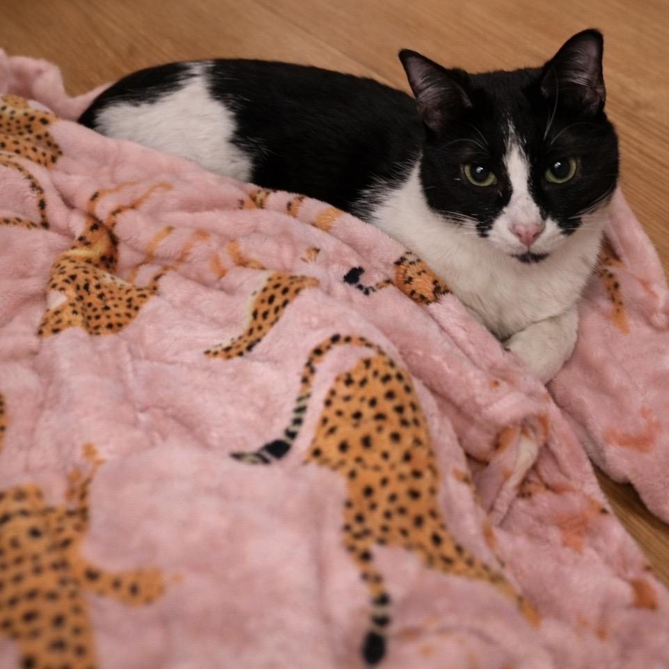 Tess, Adoptable, Young Female Domestic Medium Hair.